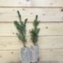 Real Christmas Tree, Norway Spruce Tree, Plug Plants, thumbnail 3 of 3