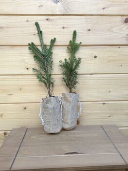 Real Christmas Tree, Norway Spruce Tree, Plug Plants, 3 of 3
