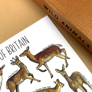 Deer Of Britain Watercolour Postcard, 7 of 10