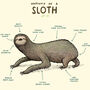 Anatomy Of A Sloth Art Print By Sophie Corrigan, thumbnail 3 of 4