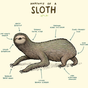 Anatomy Of A Sloth Art Print By Sophie Corrigan, 3 of 4
