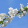Cherry Tree, 'Summit', thumbnail 4 of 12