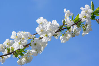 Cherry Tree, 'Summit', 4 of 12