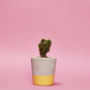 Concrete Pot Small With Cactus/ Succulent In Yellow, thumbnail 1 of 5