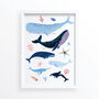 Whale Species Art Print, thumbnail 4 of 7