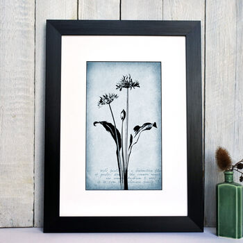 Wild Garlic Fine Art Print Botanical Series, 2 of 8