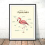 Anatomy Of A Flamingo Art Print By Sophie Corrigan, thumbnail 1 of 4