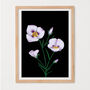 Mariposa Poppy Art Print, thumbnail 2 of 2