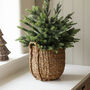 Seagrass Basket Planter With Handles, thumbnail 1 of 2