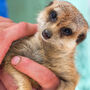 Meet The Meerkats Experience For Two, thumbnail 6 of 10