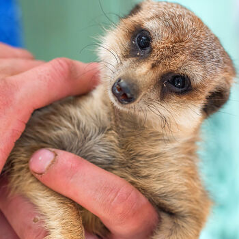 Meet The Meerkats Experience For Two, 6 of 10