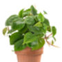 Philodendron Scandens Sweetheart Plant 15cm Hanging Pot, thumbnail 3 of 5