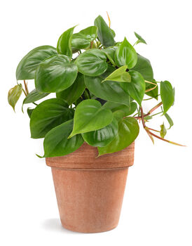 Philodendron Scandens Sweetheart Plant 15cm Hanging Pot, 3 of 5