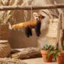 Handmade Red Panda Fair Trade, thumbnail 4 of 4