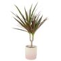 Dracaena Marginata Dragon Tree – 12cm Indoor Plant, thumbnail 5 of 8