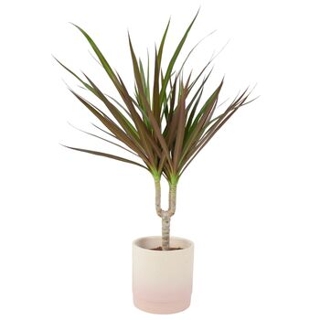 Dracaena Marginata Dragon Tree – 12cm Indoor Plant, 5 of 8