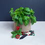 Grow Your Own Chilli Plant Garden Set, thumbnail 2 of 6