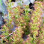 Grow Your Own Carnivorous Houseplant Indoor Garden, thumbnail 6 of 7