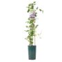 Clematis Piilu – Early Pink Climbing Clematis 3 L, thumbnail 2 of 5