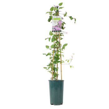 Clematis Piilu – Early Pink Climbing Clematis 3 L, 2 of 5