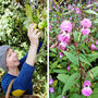 Wild Food, Wild Medicine Foraging Experience For Two, thumbnail 9 of 11