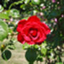 Climbing Rose 'Dublin Bay' One X Bare Rooted Plant, thumbnail 6 of 6