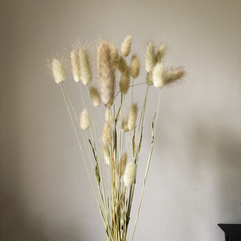 Dried Bunny Tail Natural 30 Stems, 5 of 6
