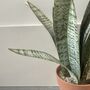 Artificial Potted Sansevieria Medium, thumbnail 4 of 8