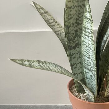 Artificial Potted Sansevieria Medium, 4 of 8