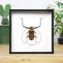 Harlequin Beetle Insect Bug Moth Butterfly Box Frame Entomology Taxidermy Interior Design Modern Home Decor Wall Hanging Display Gift Ornament, thumbnail 1 of 3