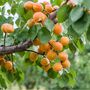 Fruit Tree Apricot Moorpark Two X 10 L Pots, thumbnail 5 of 5