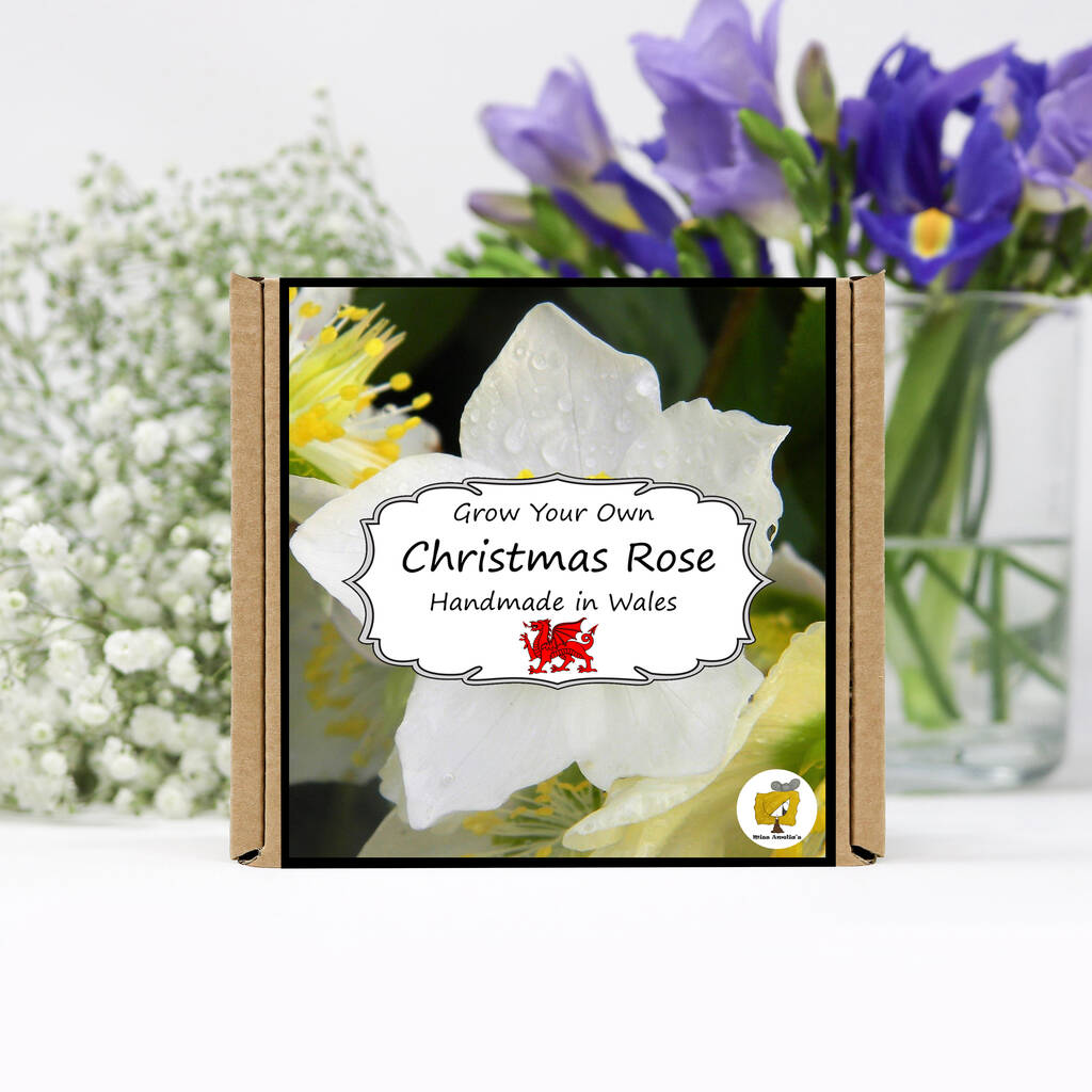 Grow Your Own Christmas Rose Plant Growing Kit, 1 of 4