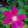 Ruby Wedding 40th Anniversary Clematis Ruby Wedding, thumbnail 3 of 3