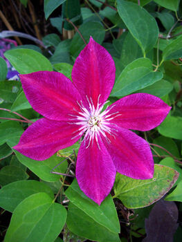 Ruby Wedding 40th Anniversary Clematis Ruby Wedding, 3 of 3