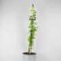 Clotted Cream Jasmine Plant In 3 L Pot – Scented Climber, thumbnail 3 of 5