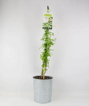Clotted Cream Jasmine Plant In 3 L Pot – Scented Climber, 3 of 5