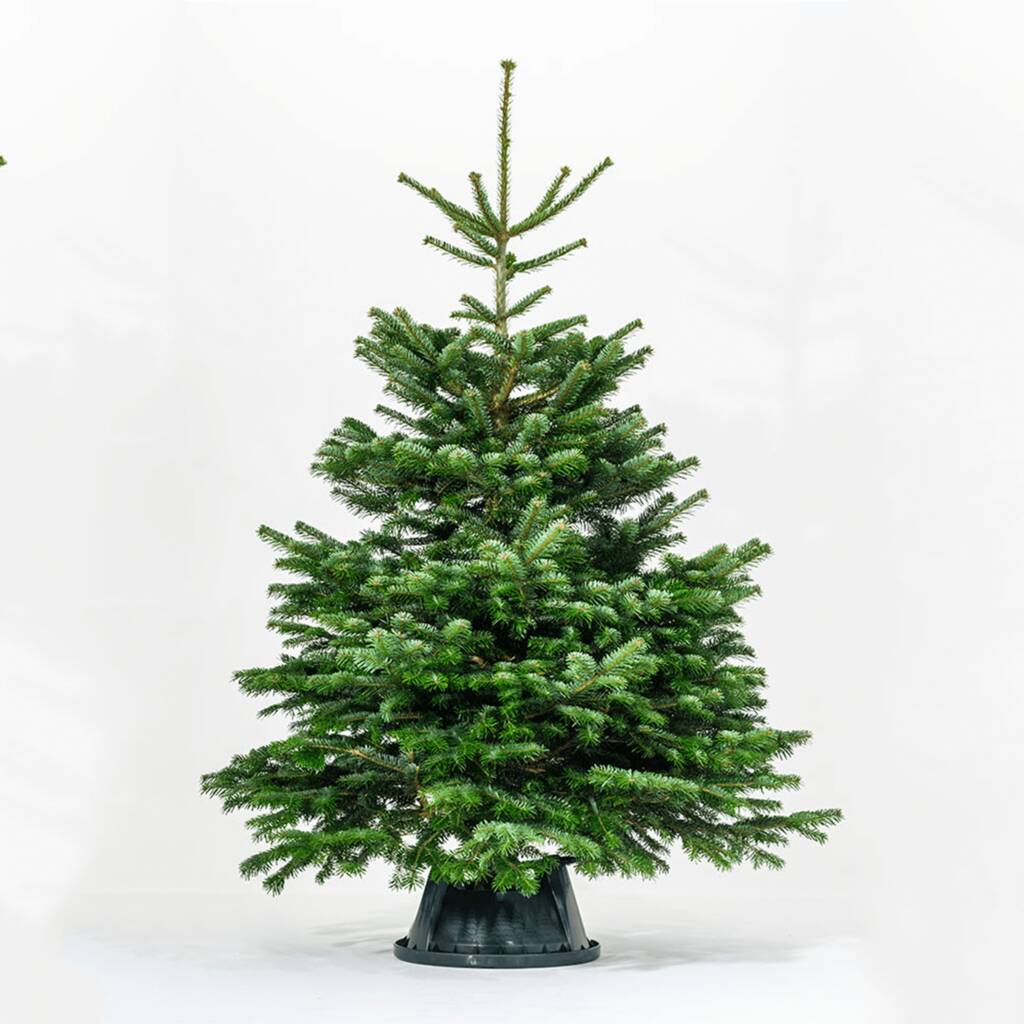 Real Nordmann Fir Christmas Tree Sizes 5ft To 8ft By The Handmade