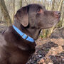 Teddy Blue Harris Tweed Dog Collar, thumbnail 5 of 6