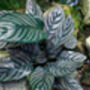 Houseplant Calathea Ornata 'Prayer Plant' In 13cm Pot, thumbnail 3 of 5