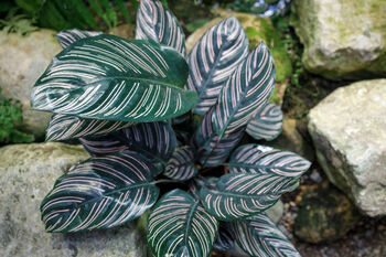 Houseplant Calathea Ornata 'Prayer Plant' In 13cm Pot, 3 of 5