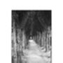 Treeline, Honfleur, France Photographic Art Print, thumbnail 2 of 12