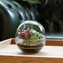 Terrarium Kit With Fittonias And Glass | 'Cali', thumbnail 1 of 5