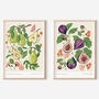 Floral Figs Art Print, thumbnail 4 of 5