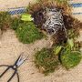 Fresh Hyacinth Kokodama Moss Spring Bulbs, Set Of Two, thumbnail 6 of 8