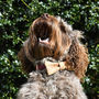 Personalised Cork Dog Bow Tie, thumbnail 6 of 9