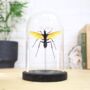 Tarantula Hawk Wasp Insect Bug Moth Butterfly Bell Jar Entomology Taxidermy Interior Design Home Decor Cloche Modern Display Gift Ornament, thumbnail 1 of 4