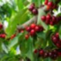 Cherry Tree, 'Summit', thumbnail 7 of 12