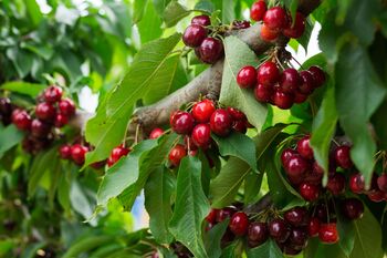 Cherry Tree, 'Summit', 7 of 12