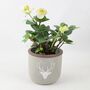 Hellebore In Stag Pot – Winter Flowering Plant Gift 12cm, thumbnail 3 of 3
