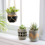 Pack Of Three Cement Succulent Planter For Cactus Herb, thumbnail 5 of 5